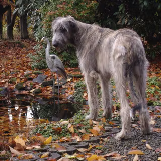 Irish wolfhound wallpaper