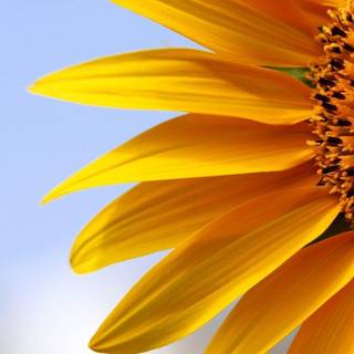 Sunflower wallpaper desktop