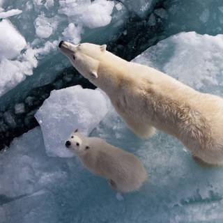 Polar bear wallpaper