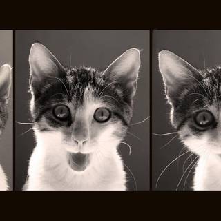 Funny cat desktop wallpaper