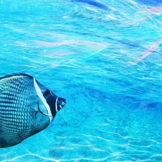 Tropical fish backgrounds