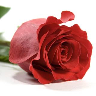 Picture red rose