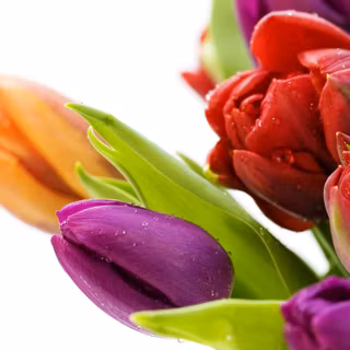 Tulip flower wallpaper