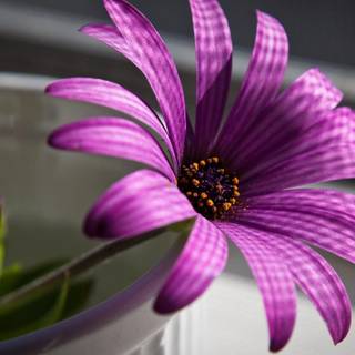 Natural flowers images