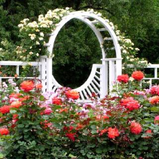 Rose garden wallpaper