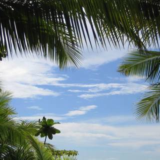 Tropical background pictures
