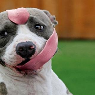 Pittbull wallpaper