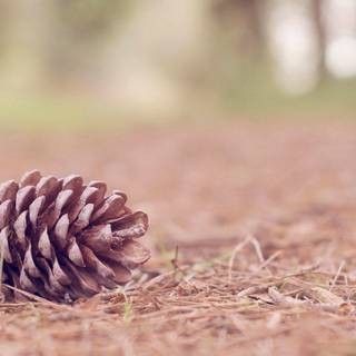 Pine cone wallpaper