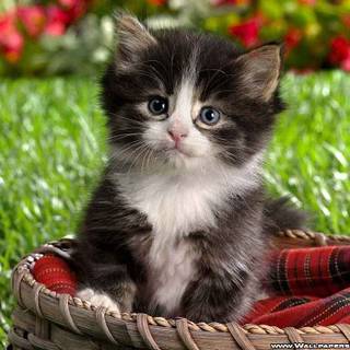 Kitten desktop wallpaper