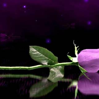 Purple roses background