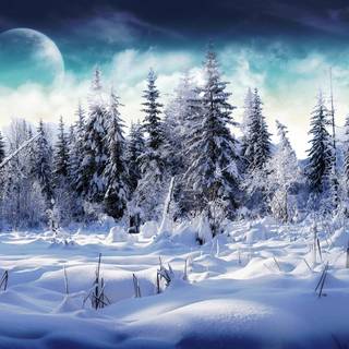 Snow forest wallpaper