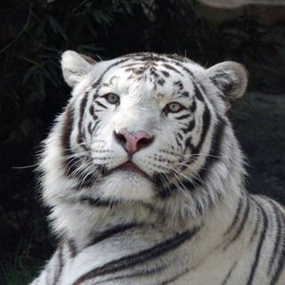 White tiger cubs wallpaper