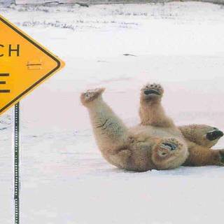 Polar bear wallpaper