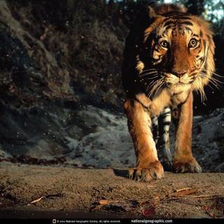 Wallpapers of tigers