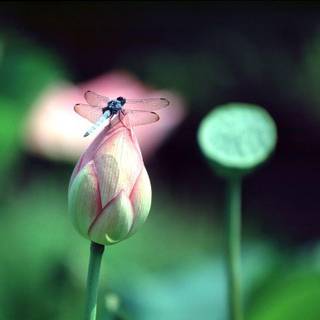 Free dragonfly wallpaper