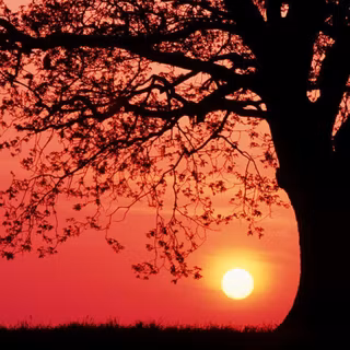 Wallpapers for the computer