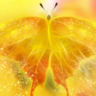 Cool pictures of butterflies