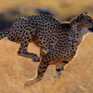 Cheetah wallpaper