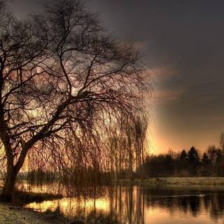 Weeping willow wallpaper