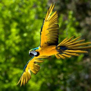 Macaw parrot wallpaper
