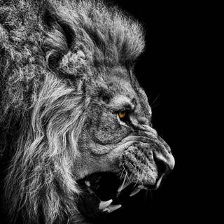 Lion pictures wallpaper