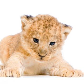 Lion cub wallpaper