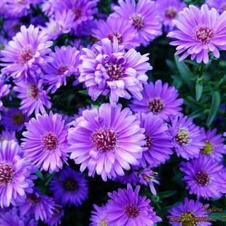 Purple flower wallpaper