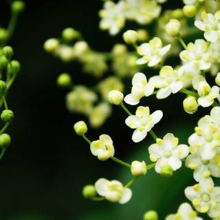 Floral desktop wallpaper