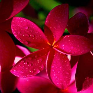 Pictures of beautiful flowers wallpaper