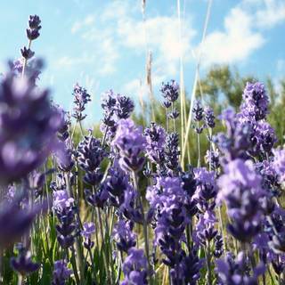 Lavender flower wallpaper