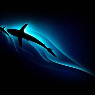 Sharks wallpaper