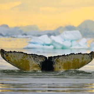 Antarctica wallpaper