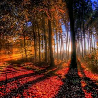 High definition nature wallpaper