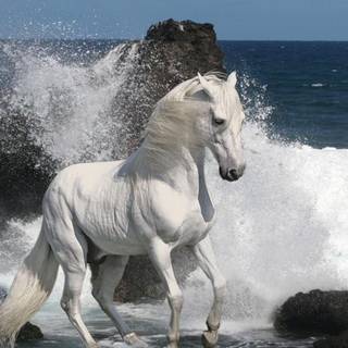 Arabian horses wallpaper