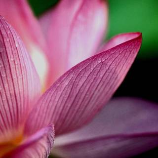 Pink flower wallpaper