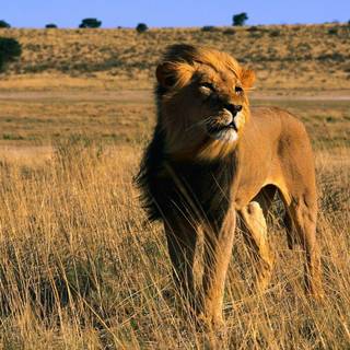 Lion desktop backgrounds