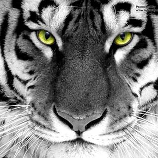 Black and white tiger pictures