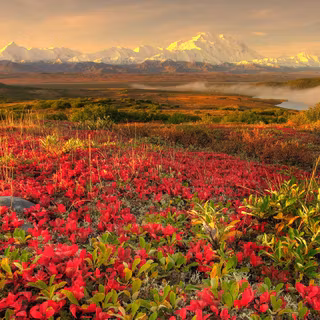 Field of flowers wallpaper