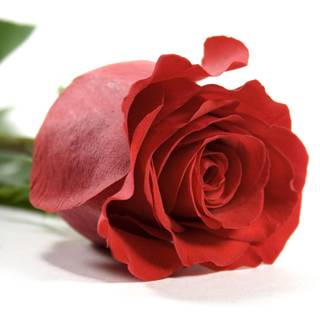 Red rose backgrounds