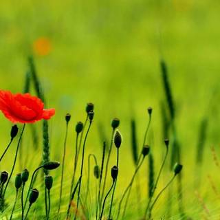 Poppy flower wallpaper