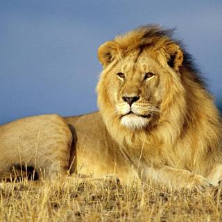 Lion images free