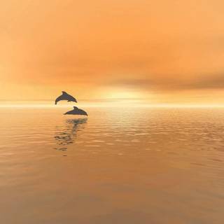 Dolphin backgrounds