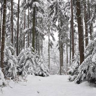 Background winter