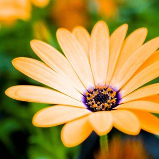 Desktop flower backgrounds