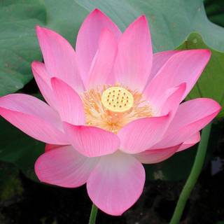 Lotus images