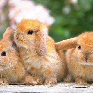 Playboy bunnies wallpaper