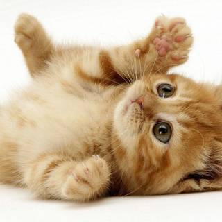 Picture of kitten