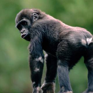 Baby monkey wallpaper