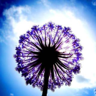 Purple and blue backgrounds