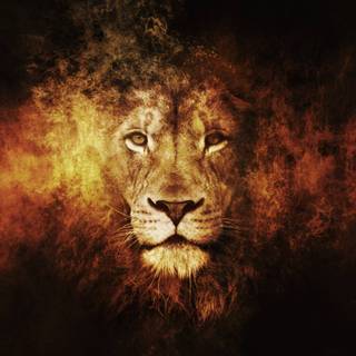 Free lion wallpaper